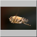 Eristalis pertinax - Gemeine Keilfleckschwebfliege m06.jpg